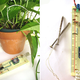 Illustration for article titled Botanicalls Help Plants Whine to You About Needing Water